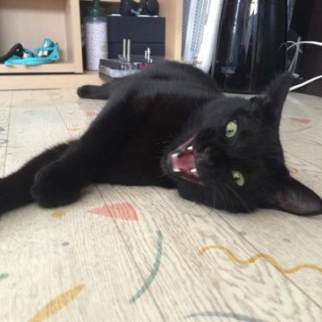 黒猫の猫画像