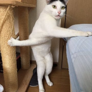 ハチワレ白猫変な姿勢の猫画像