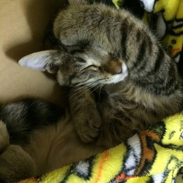キジトラ睡眠の猫画像