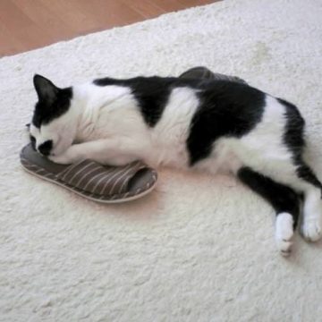 ハチワレ黒白スリッパの猫画像