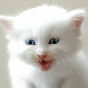 白子猫の猫画像