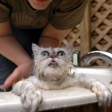 白猫お風呂の猫画像