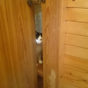 ドアの隙間からの猫画像